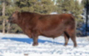 5412 _3469342_RIDGE TRAVELER 5412_DEC 8