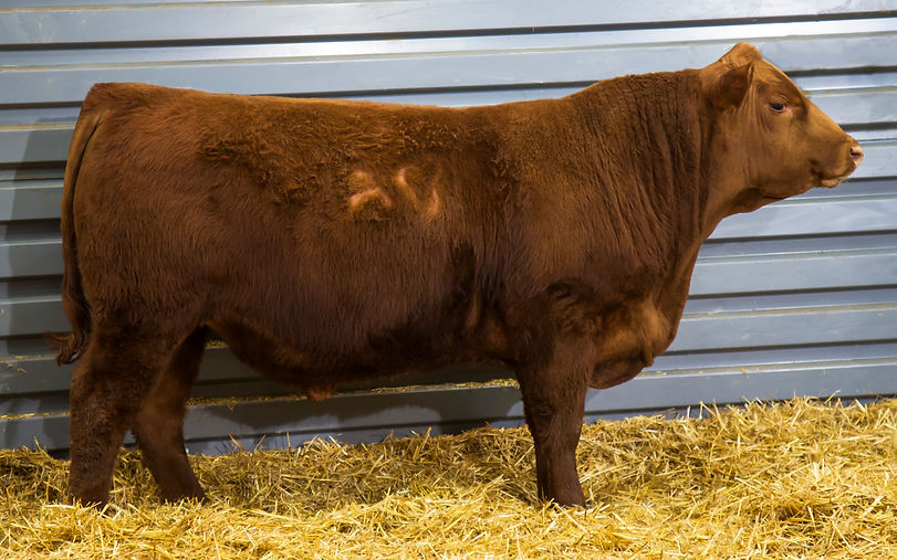 LOT 22_8209_HRR PRO 8209_3954873_rt_crop