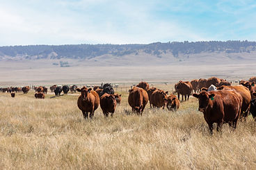 RIDGE COMPASS 0039_edited.jpg