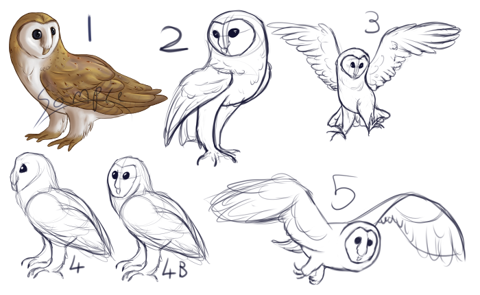 Owl Concepts