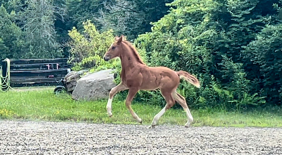Vivianta - 1 Month Old
