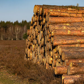 Ni una hectárea más: 75 organizaciones alertan sobre el avance del modelo forestal en Uruguay