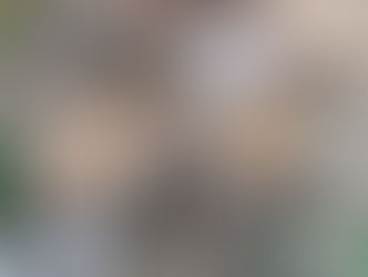 Cachoeira do Sul registra primeira prisão em flagrante por maus-tratos a animais