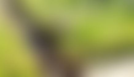 Moradores denunciam casa com piscina abandonada e criação de ovelhas no centro de Cachoeira do Sul 