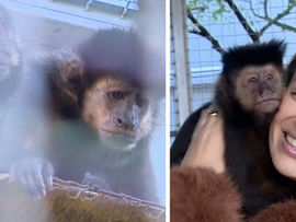 MP/RS requer suspensão de programa que permite guarda de animais silvestres por pessoas físicas