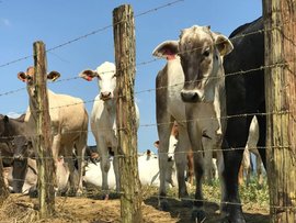 Produtores que não declararem o rebanho podem ter propriedade interditada no Rio Grande do Sul