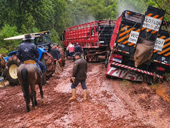 Carreta com gado sai da pista na ERS-502, região do Toboão