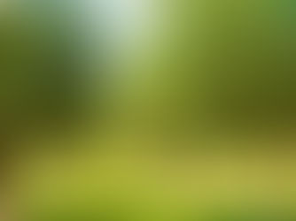 Safra de oliva avança no RS, mas falta de chuva aumenta necessidade de irrigação em Cachoeira do Sul