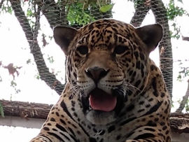 Parque Zoobotânico estará aberto no feriado do Dia das Crianças em Cachoeira do Sul