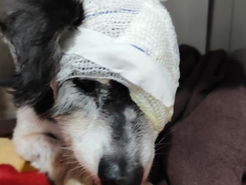 Associação Pelo Amigo pede ajuda para concluir tratamentos de três animais resgatados em situações graves