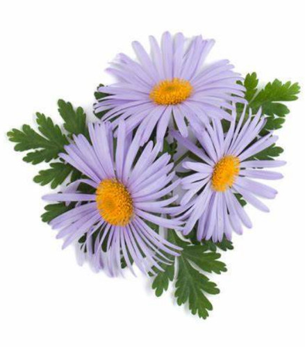 ブルーカモミール精油 | My Site 4