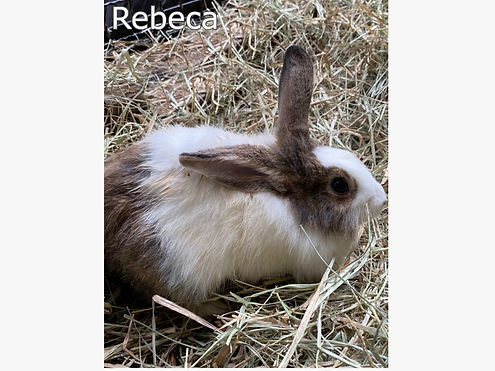 Rebeca
