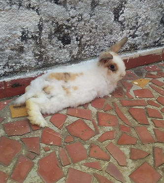 Cloe