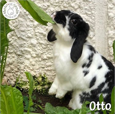 Otto