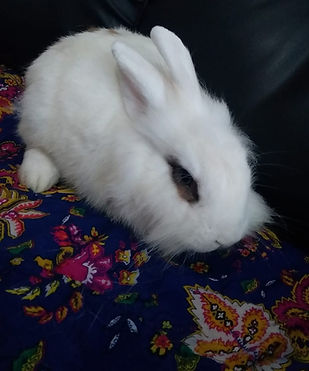 Pongo