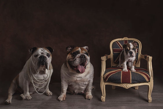 British Bulldog generation photoshoot in Surrey