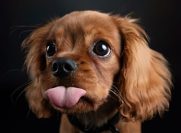 westsussexdogphotographer.jpg