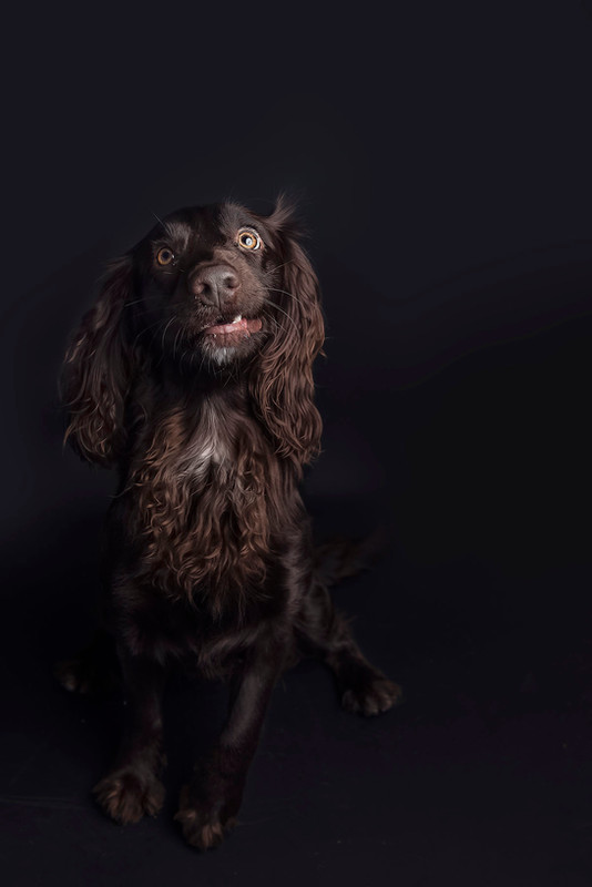 Springer Spaniel Dog