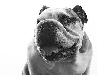 dogphotographwestsussex1.jpg