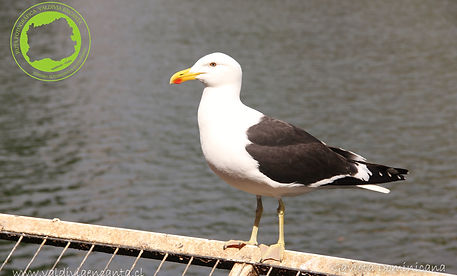 GAVIOTA DOMINICANA.jpg