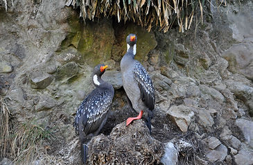 CORMORAN LILE