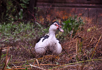 PATO MUDOS (PANCHA)