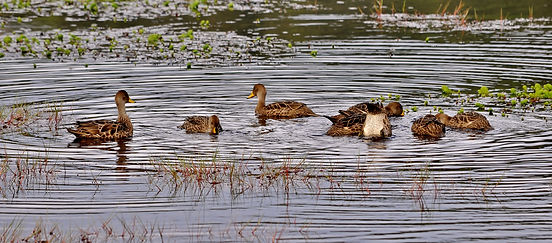 PATOS JERGONES