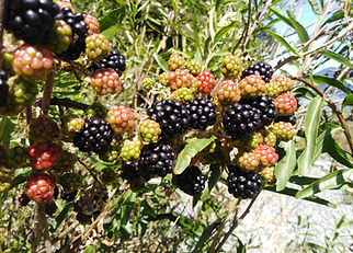 MORAS