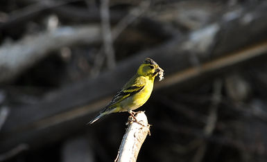 DSC_0323 XXXX.jpg