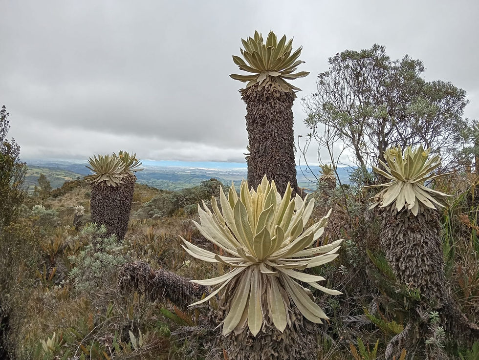 Frailejón (Espeletia pycnophylla)