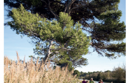 Occigène n°2, le magazine des Parcs naturels régionaux d'Occitanie.