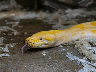 Shedding the Snake Skin: What 2025 Taught Us About Healing and Transformation