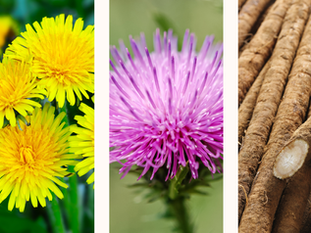 Plant Magic & Medicine: Dandelion, Milk Thistle & Burdock:The Liver’s Best Friends