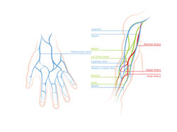 Veins in the arm and hand