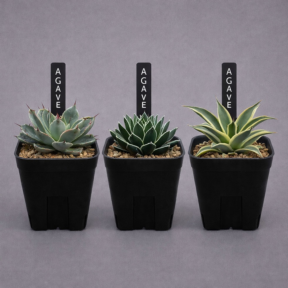 PRESSTERA LABEL BLACK 04