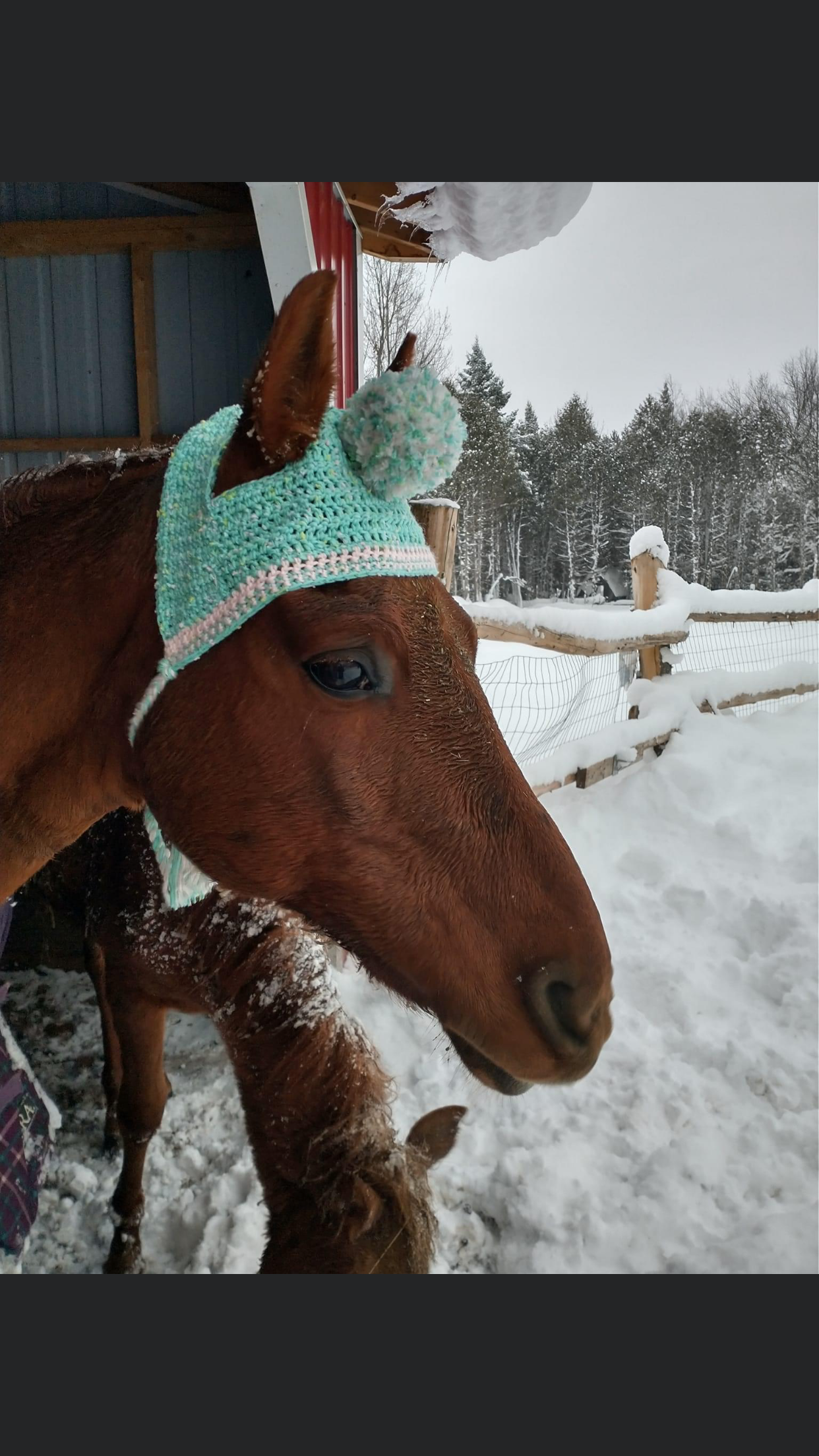 Horse n rider matching touques