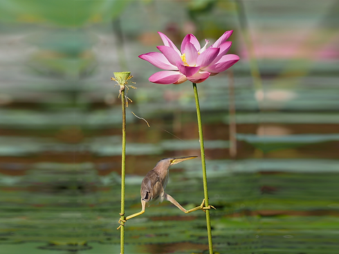 balanced bird.png