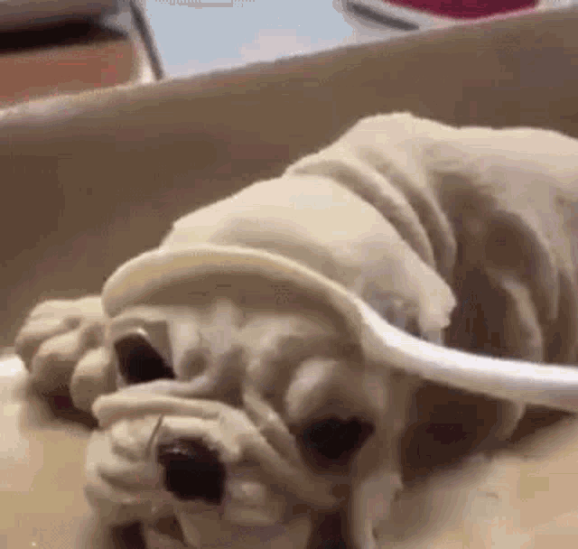 hond monster gezicht