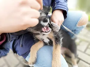 Help mijn puppy bijt