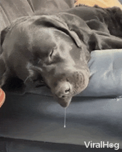Labrador kwijlt wanner hij slaapt