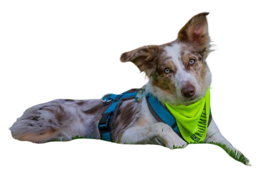 Nervous Space Awareness Sleeve voor reactieve honden, reflecterende Nervous Space Awareness Sleeve voor reactieve honden, reflecterende