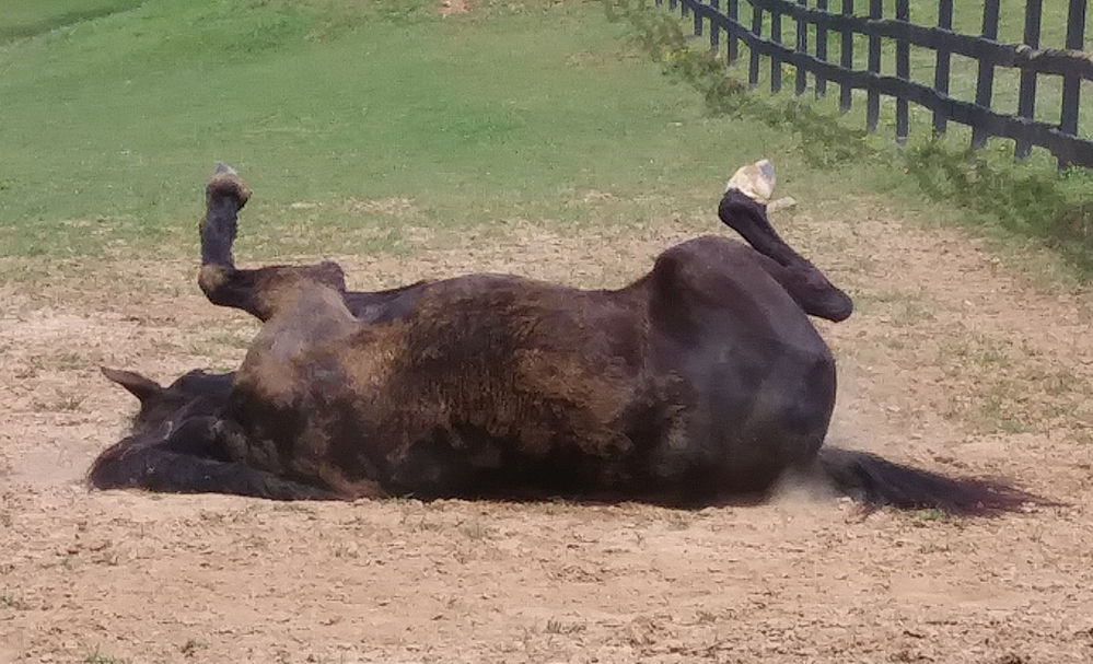 Why Do Horses Roll?