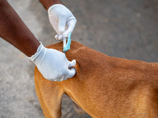 Aquidauana realiza campanha de vacinação antirrábica para cães e gatos nos dias 3, 4 e 5 de agosto