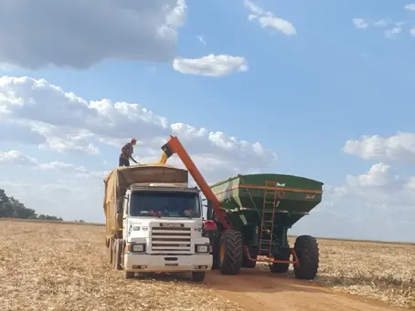Colheita do milho de segunda safra atinge 15,3% da área total plantada em Mato Grosso do Sul