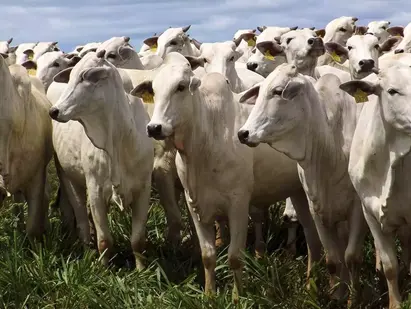 Abate de bovinos cresce 55% no primeiro semestre de 2024 em Mato Grosso do Sul