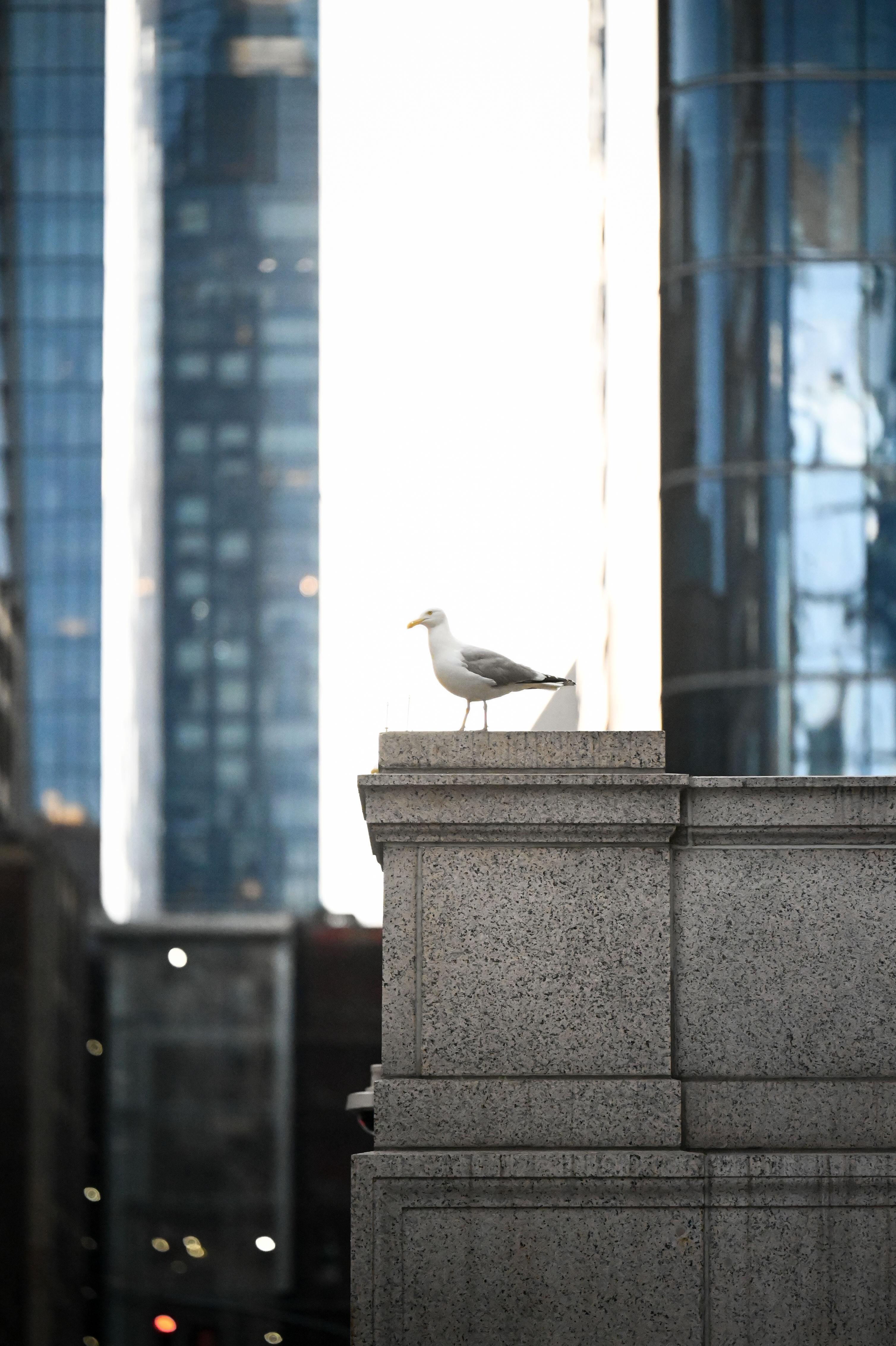 NYCpigeon