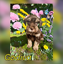 IMG_7605.PNG