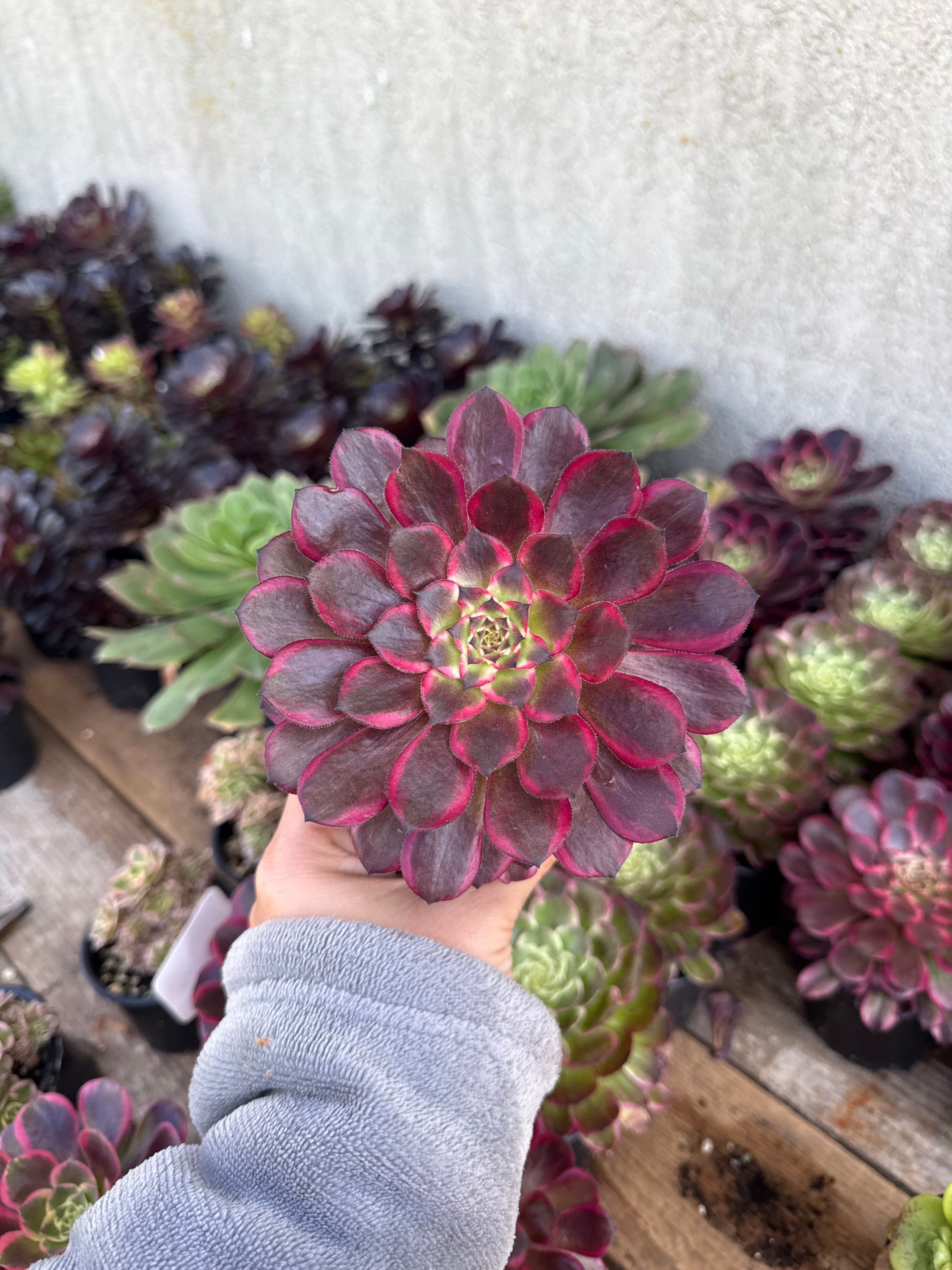 Aeonium Snow girl 