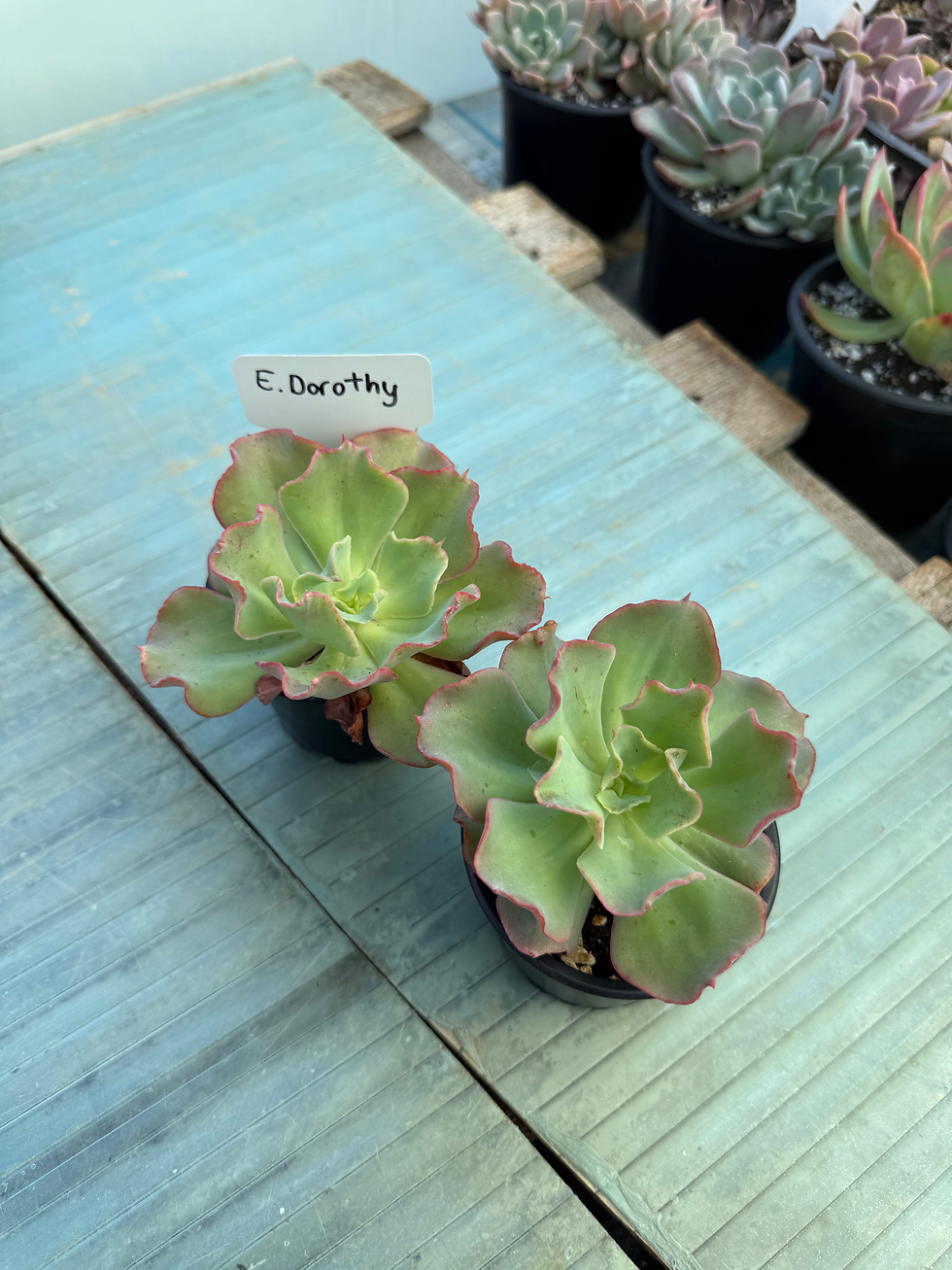 Thumbnail: Echeveria Dorothy