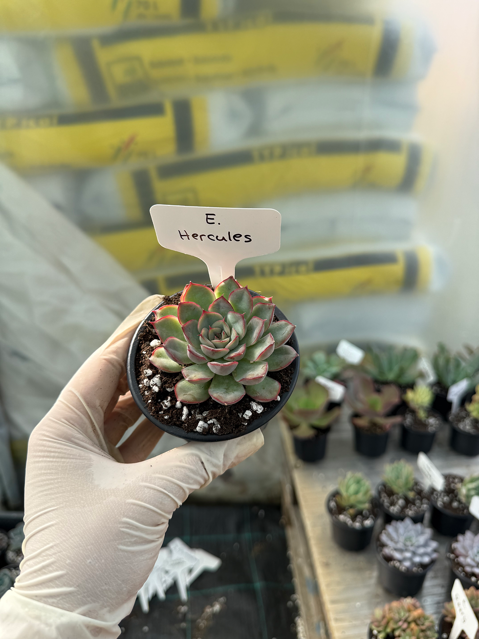 Minijatura: Echeveria Hercules